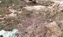 VİDEO HABER/Gaziantep’te molozların altında sıkışan yavru köpekler kurtarıldı