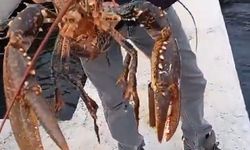 VİDEO HABER / İzmit Körfezi’nde oltaya 3 kiloluk ıstakoz takıldı: Yeniden denize bırakıldı