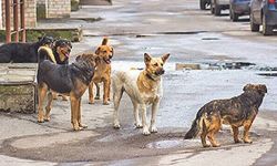 3 bakanlık masaya oturdu! Başıboş köpek sorunu nasıl çözülecek!