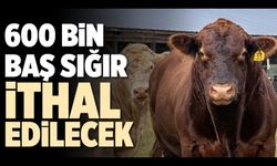 600 bin sığır ithal edilecek