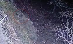 Nesli tükenme tehlikesi olan çizgili sırtlan, Gaziantep’te kameraya yakalandı