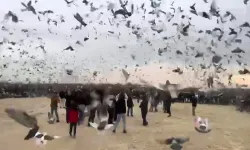 Gaziantep’te Güvercin Severlerden Anlamlı Hareket