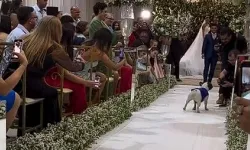 Yüzüğün köpeğe taşıttırıldığı nikah töreninde işler planladığı gibi gitmedi