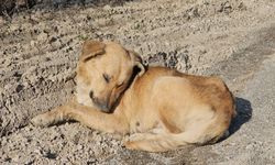 Uyuşturdukları köpekleri ölüme terk eden 3 şüpheli yakalandı: 21 bin 648 lira cezası kesildi