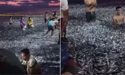 Bu depremin habercisi mi: Filipinler’de milyonlarca balık kıyıya vurdu