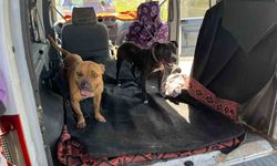 Gaziantep’te jandarma ekipleri yasak ırk 3 köpeğe el koydu