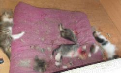Ankara’da kan donduran olay: Kafası ve patileri koparılmış 6 yavru kedi ölüsü bulundu