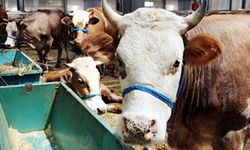 Uzmanından kritik uyarı: Bu hayvanları sakın almayın!