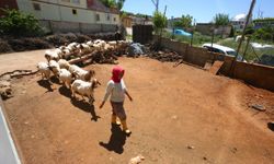 "Güllü anne" hem hayvanlara çobanlık hem de çocuklarına annelik yapıyor