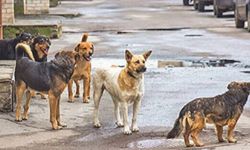 Başıboş köpek düzenlemesinin detayları belli oldu