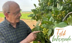 Kemal Kılıçdaroğlu Gaziantep'te fıstık bahçelerini dolaştı