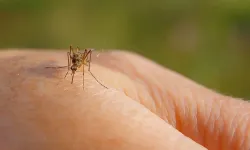 Yaz geldi, sinek istilası başladı: Isırıklardan nasıl korunuruz?