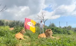 Galatasaraylı fanatik taraftar şampiyonluğunu aslanlarıyla kutladı