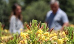 Kuzey Amerika bitkisi "Oenothera biennis" Güneydoğu'da sözleşmeli tarımla yetiştirilecek