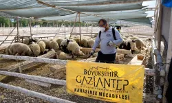 Gaziantep'te kurban satış ve kesim yerleri ilaçlanıyor