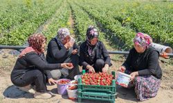 Çilek yetiştiriciliği Gaziantepli depremzede kadınların kazanç kapısı oldu