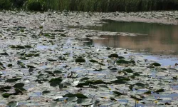 Kahramanmaraş'taki gölün nilüferleri koruma altında: Koparana 150 bin lira ceza
