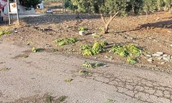 Kilis’te sağanak zeytin ve fıstık ağaçlarına zarar verdi