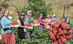 Çilek yetiştiriciliği Gaziantepli depremzede kadınların kazanç kapısı oldu