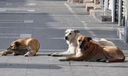 Sokak hayvanlarına ilişkin kanun teklifi TBMM Başkanlığına sunuldu