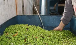 Gaziantep'te sahte zeytin yağı üreten işletmeye ceza kesildi