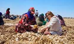 Gaziantep'te "Haydi Tarladan Sofraya"