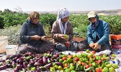 Şahinbey Belediyesi'nin Fideleri Kurutmalık Oluyor