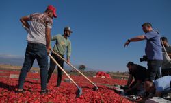 Gaziantep'te fotoğraf severler İslahiye ilçesinde "acıyı" kaydetti