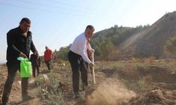 Nizip Belediyesi, bin adet zeytin fidesi dikti