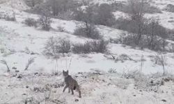 Kırmızı listedeki vaşak Erzincan’da görüntülendi