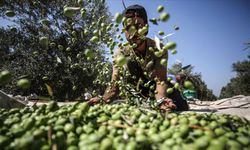 Gaziantep İslahiye'de 20 bin dekarlık alanda zeytin hasadı yapılıyor