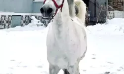 İsmiyle seslenilen at karlı kaplı arazide koşturarak sahibinin yanına geliyor