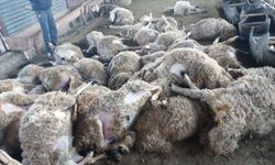 Gaziantep'te kurt korku saldı! Ağıla girip 40 koyunu telef etti...