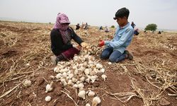 Araban Sarımsak Üreticiler Birliği genel kurulu yapıldı