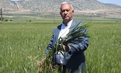 Araban buğdayı çiftçinin yüzünü güldürüyor