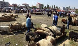 Gaziantepliler dikkat! Bayram öncesi kurban hilesi...