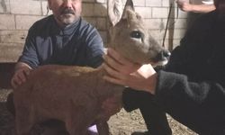 Gaziantep'te köpeklerin saldırısına uğrayan yavru karaca tedavi edildi