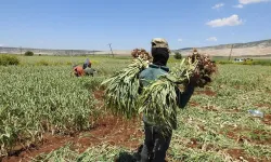 Araban'da yeşil sarımsak hasadı başladı