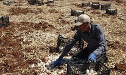 Sarımsak hasadını sürdüren çiftçiler yüksek rekolteden memnun