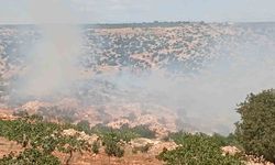 Gaziantep’te fıstık ve zeytin bahçelerinde yangın!