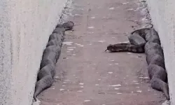 Gaziantep’te site bahçesinde dev yılan paniği haberi yalan çıktı!