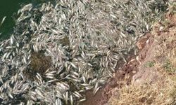 Araban Karasu Çayı’ndaki balık ölümleriyle ilgili inceleme başlatıldı
