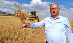 Araban'da nohut hasadı başladı
