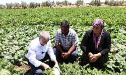 Başkan Tahmazoğlu, tarlada patlıcan ve biber hasadına katıldı