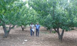 Gaziantep İslahiye ilçesinde kiraz hasadı başladı