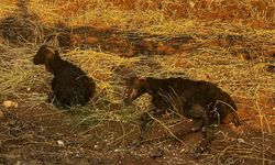 Gaziantepli Eğitimci ve Hayırsever Cansu Karabacak'tan Araban'a yardım eli