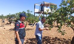 Gaziantep'te fıstık hırsızlığına karşı tedbirler artırılıyor