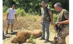 Antalya'da hayvan parkından kaçarak 1 kişiyi yaralayan aslan Zeus öldürüldü