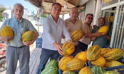 Araban Ovası’nda kavun hasadı başladı