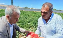 Araban’da karpuz hasadı başladı
